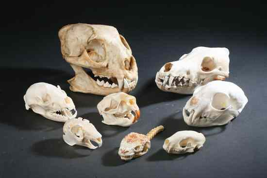COLLECTION EIGHT NORTH AMERICAN MAMMAL AND REPTILE SKULLS Including coyote