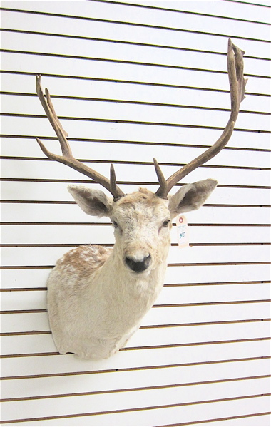 GAME TROPHY MOUNT European Fallow Deer head mount with horns