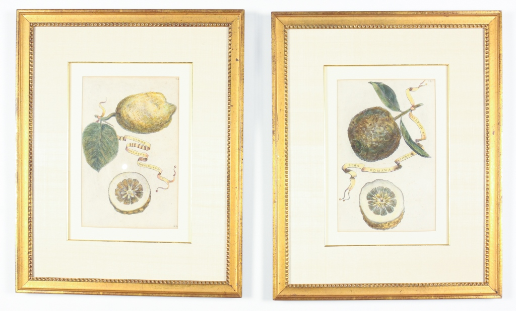 TWO GIOVANNI FERRARI PRINTS OF LEMON AND LIME Published by