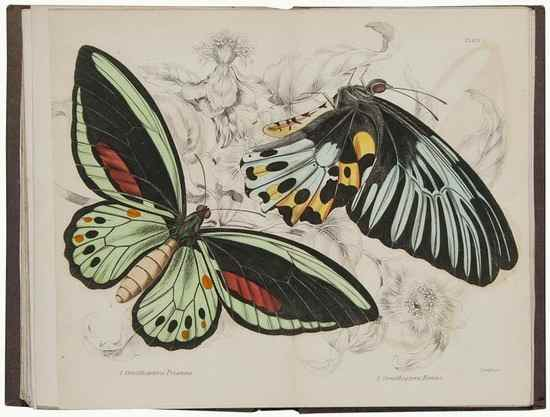 Jardine Sir William The Naturalist s Library Duncan James Entomology
