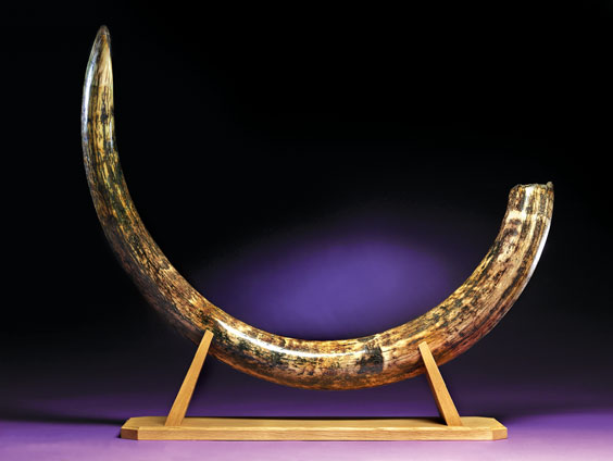 AN EXQUISITE WOOLLY MAMMOTH TUSK Mammuthus primigenius Pleistocene Tamyr Peninsula
