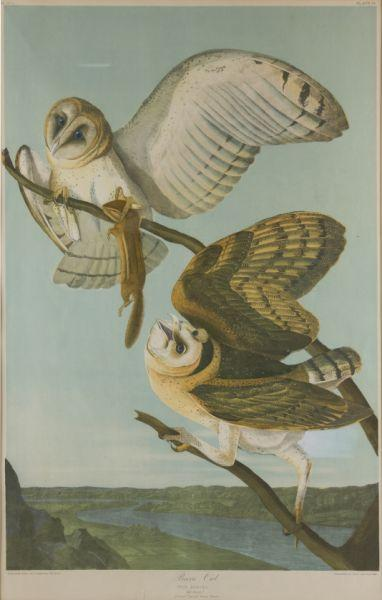 Bien Chromolithograph of Audubon s Barn Owl after John James