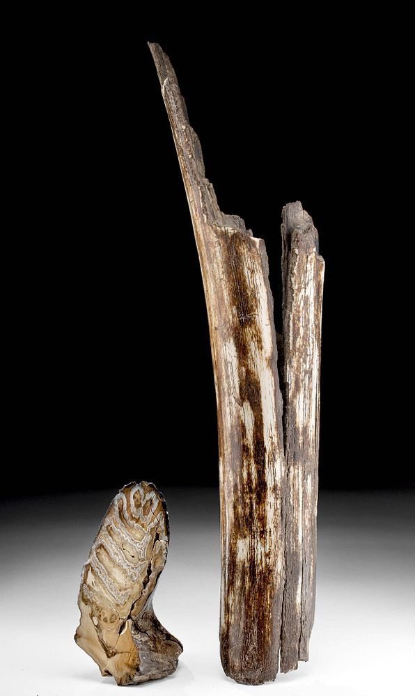 Fossilized Mammoth Tooth Tusk Fragments North America Alaska Late Pliocene