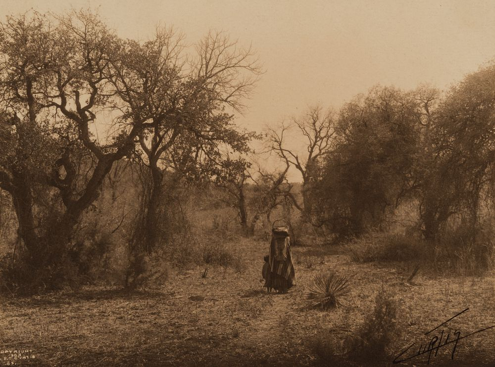 Edward Curtis Among the Oaks Apache 1903 Edward S Curtis