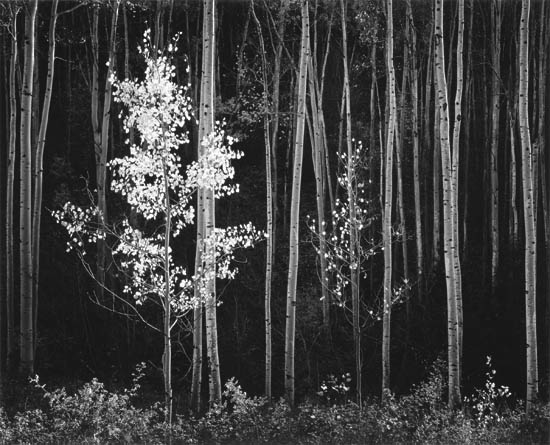 ADAMS ANSEL 1902 1984 Aspens Northern New Mexico Silver print