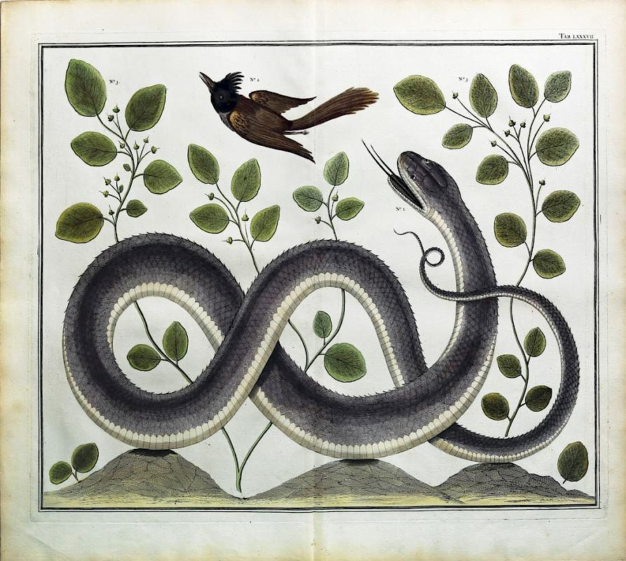 Engaging and exotic hand colored engravings by Alberta Seba Tab
