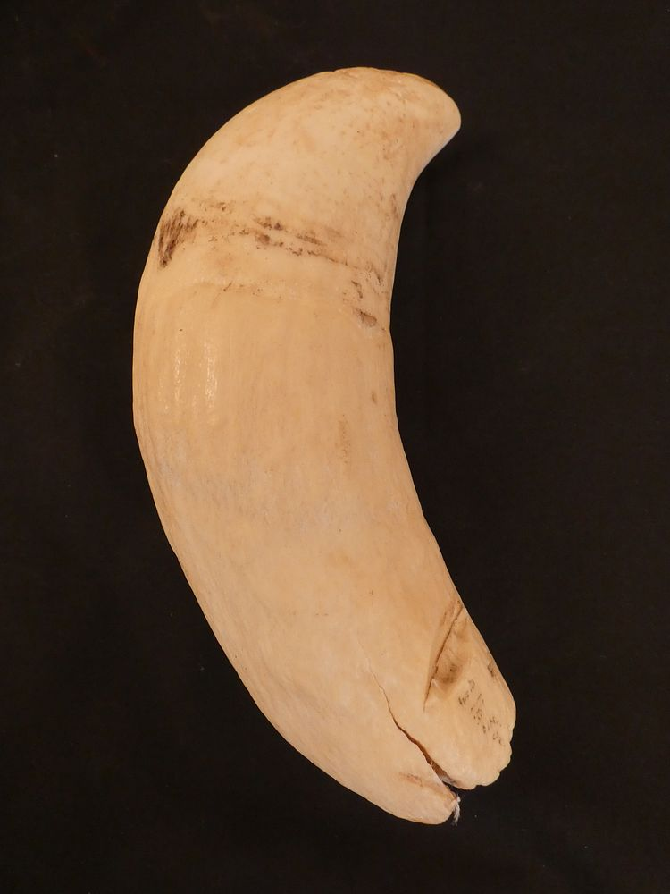 20 OUNCE WHALE TOOTH Antique large polished curved whale tooth