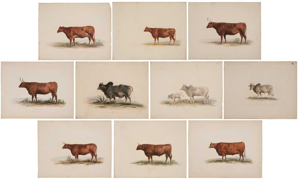 George Garrard British 1760 1826 ten bovine prints from A