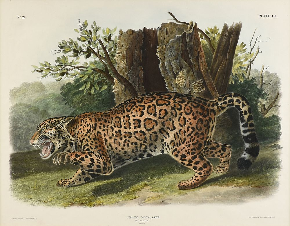 JOHN JAMES AUDUBON American 1785 1851 A LITHOGRAPH Felis Onca