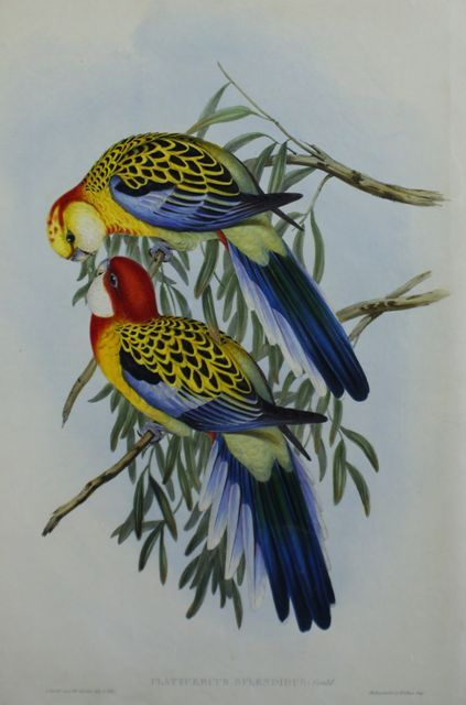 Splendid Parrakeet Platycercus Splendidus
