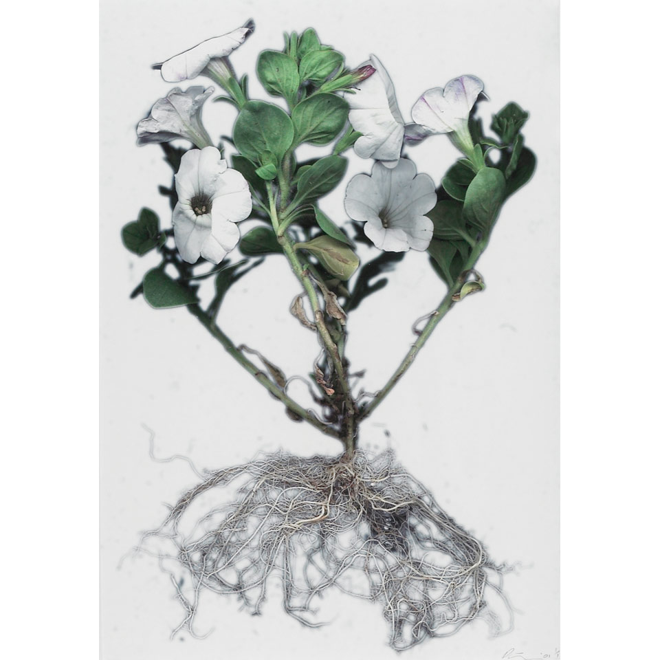 PAUL FREEMAN BOTANICAL SERIES colour print signed dated 01 and
