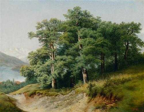 Z ND ROBERT 1826 Lucerne 1909 Group of oaks at