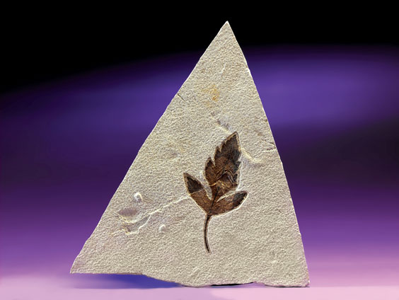 FOSSIL LEAF Eocene Green River Formation Lincoln County Wyoming This