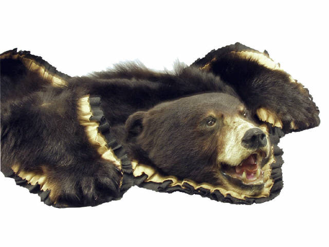 Excellent black bear rug superbly mounted with felt backing claws