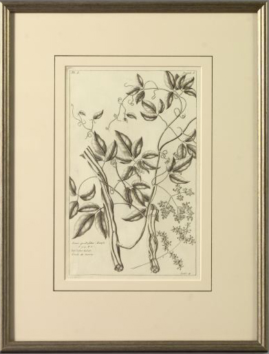 Pierre Buchoz French 18th Century Botanicals pair of black and