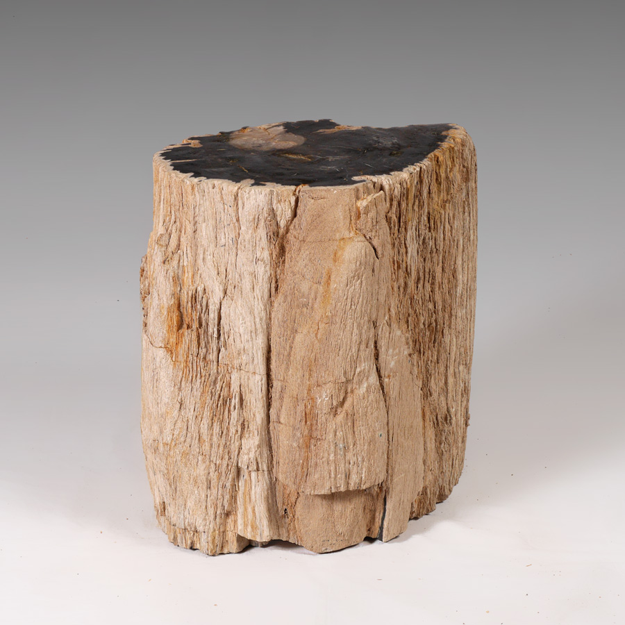 PETRIFIED WOOD STUMP END TABLE STAND Single stump of petrified