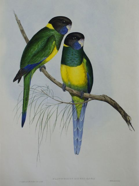 Bauer s Parrakeet Platycercus Baueri
