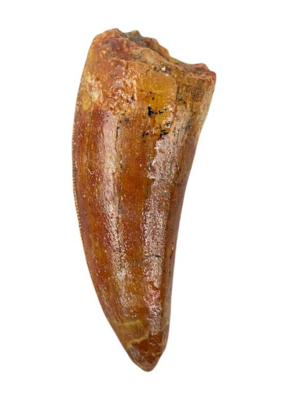 African T Rex Carcharodontosaurus Tooth 2 Professionally prepped Please see