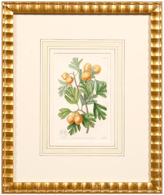 Four botanical prints berry fruits published by Ridgway London 1830s