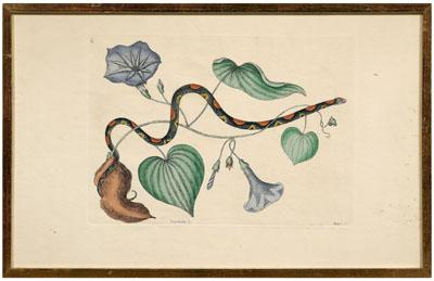 Mark Catesby etching British 1683 1749 Convolunlus hellip Anguis hellip