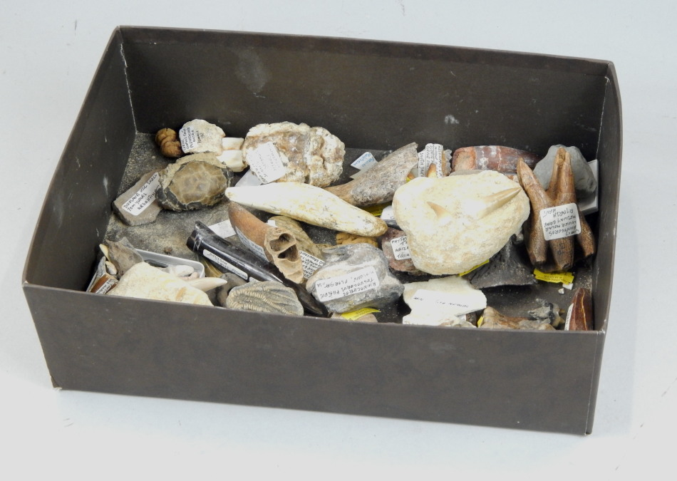 A quantity of small fossils to include teeth etc