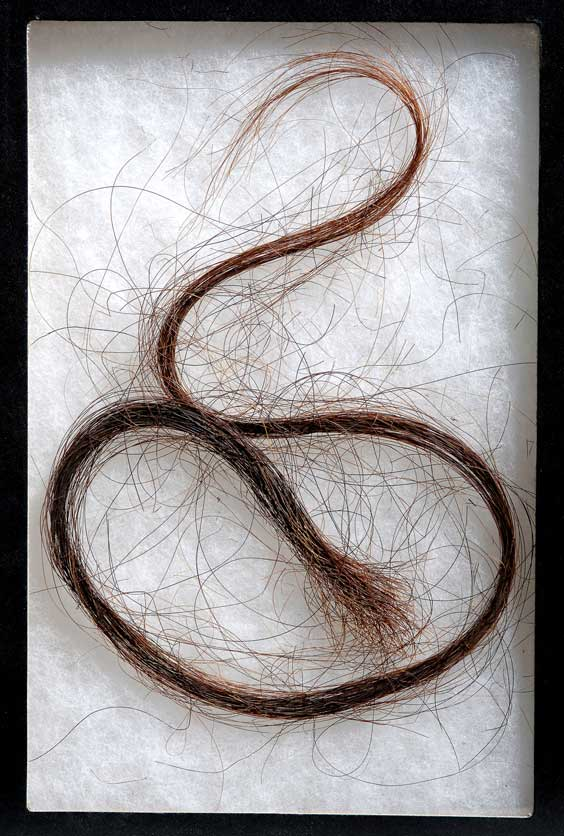 WOOLLY MAMMOTH HAIR Mammuthus primigenius Pleistocene Indigirka Basin Siberia Russia