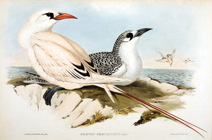 FOUR COLOR LITHOGRAPHS FROM SHARPE S quot THE BIRDS OF