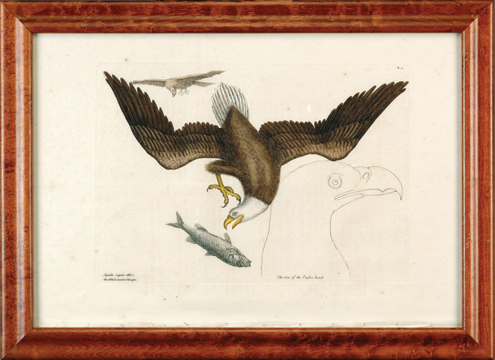 MARK CATESBY AMERICAN 1683 1749 THREE ENGRAVINGS OF BIRDS INCLUDING