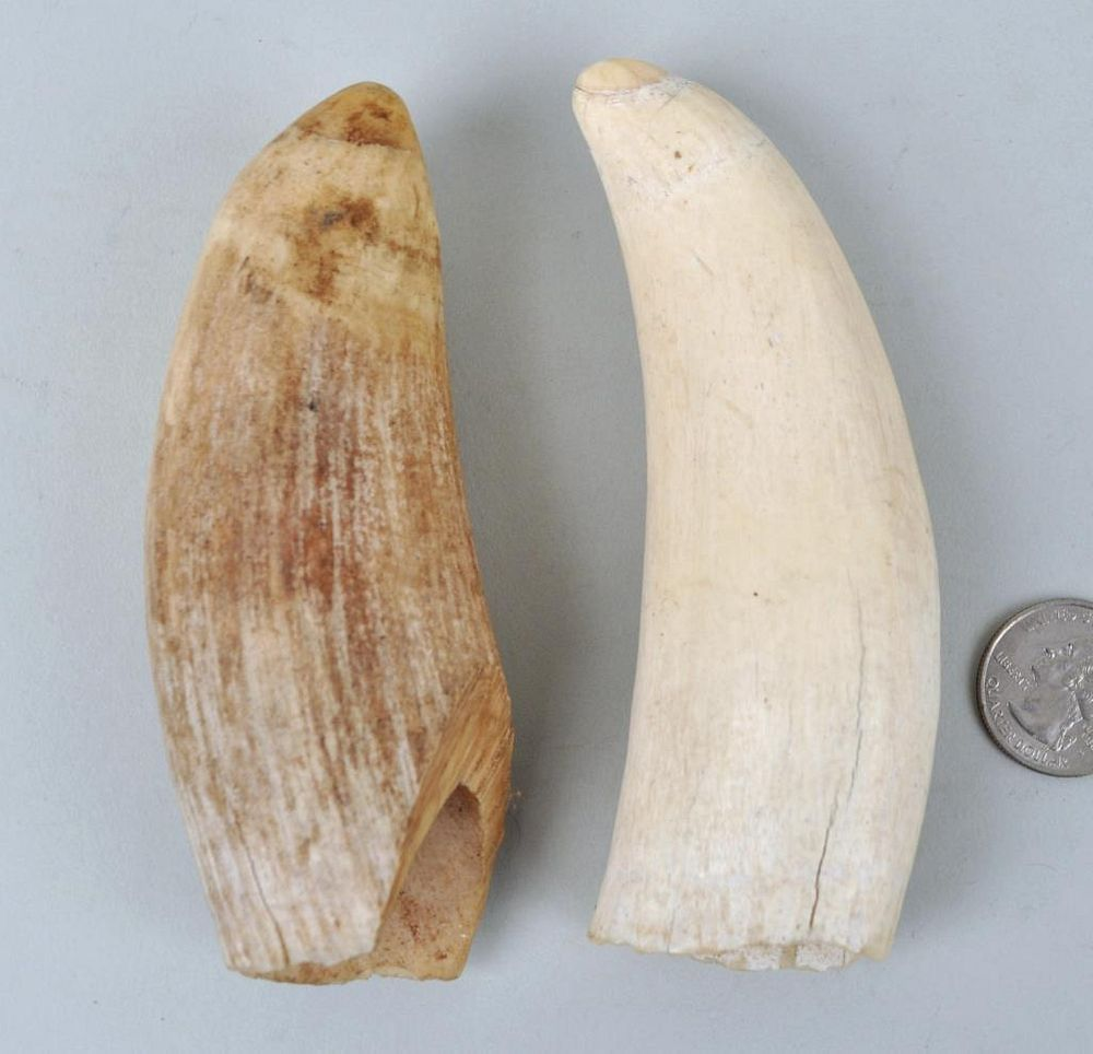 Two Antique Whale Teeth the largest 4 1 2 high