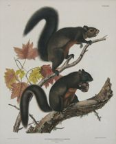 John James Audubon American 1785 1851 Long Haired Squirrel Very