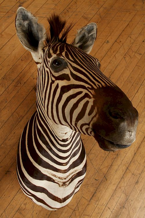 TAXIDERMY MOUNT OF A ZEBRA A taxidermy mount of a