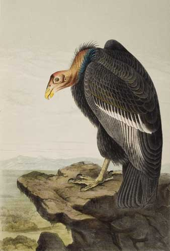 AUDUBON JOHN JAMES The Birds of America 500 hand colored