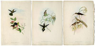 20 Gould and Richter prints from the monograph of The