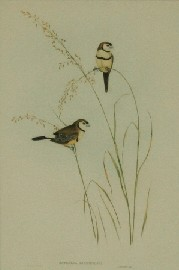 John Gould 1804 1881 Bicheno s Finch 1840 48 hand