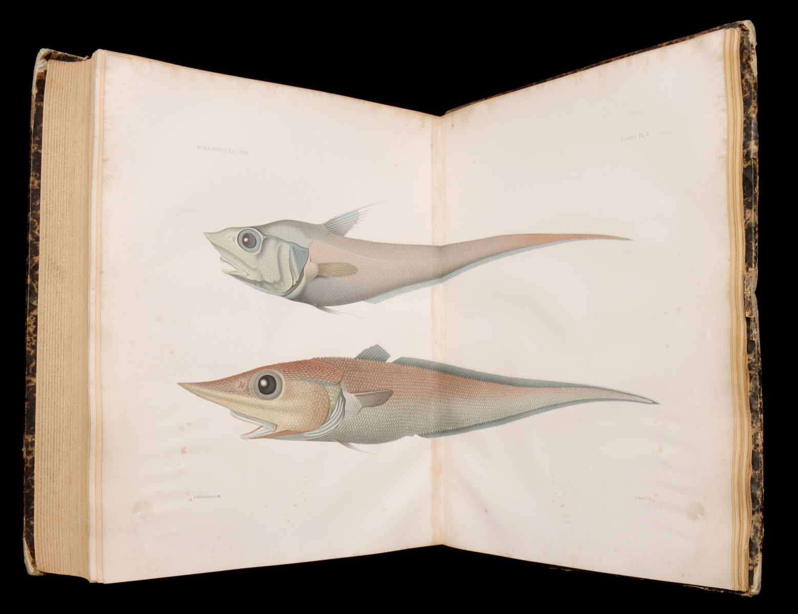 206 GARMAN MEMOIRS COMPARATIVE ZOOLOGY THE FISHES 1899Samuel Walton Garman