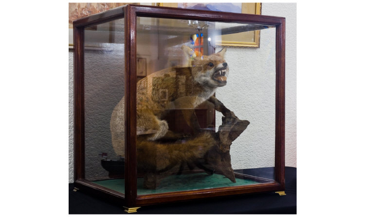 Taxidermy Stuffed Fox Snarling Standing On A Log The Whole