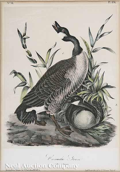 After John James Audubon American 1785 1851 Canada Goose No