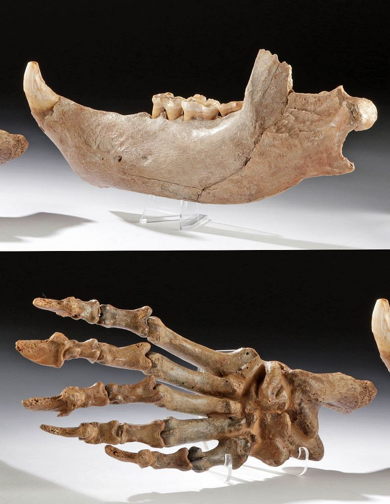 Fossilized Pleistocene Cave Bear Foot Mandible Originally Listed At 1200