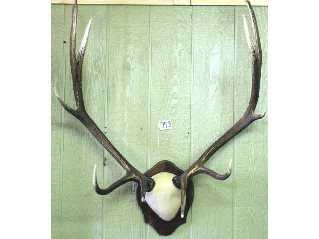 Large 6 point Bull Elk horn rack Estimate 200 00