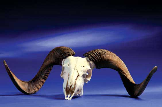 RAM SKULL WITH HORNS A ram skull suitable for a