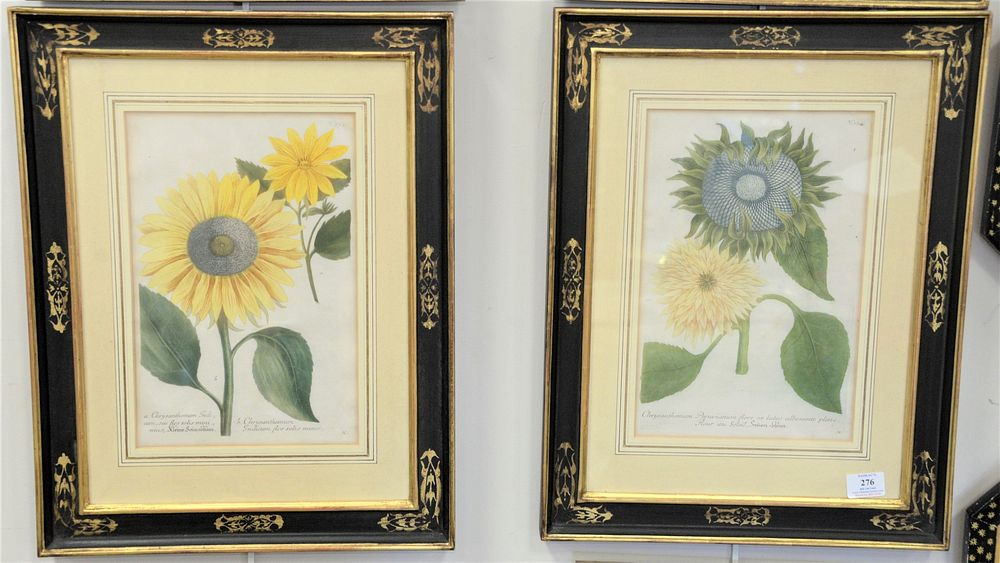 Set of Four Johann Wilhelm Weinmann 1683 1741 Botanical Hand