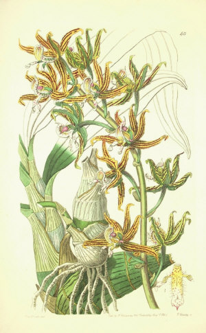 G Barclay early 19th century Botanical study published by J