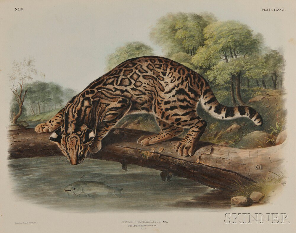 Audubon John James 1785 1851 Ocelot Plate LXXXVI from The
