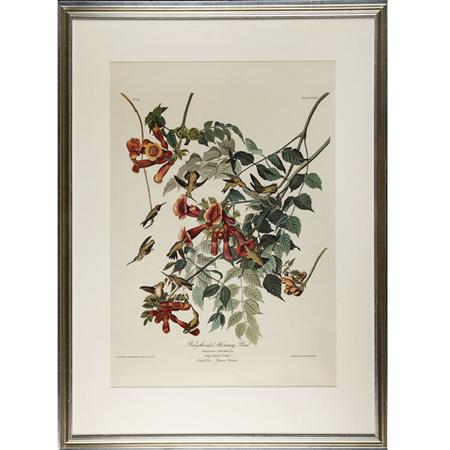 After John James Audubon RUBY THROATED HUMMING BIRD Color reproduction