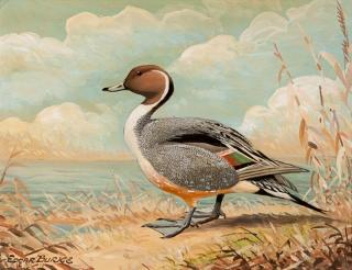 Edgar Burke 1889 Pintailsigned Edgar Burke lower leftoil on paper