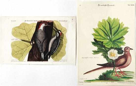 Mark Catesby after British 1679 1749 Two Works DER SPECHT