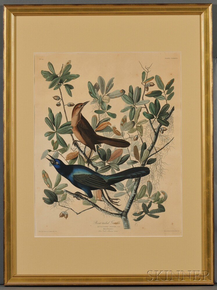 Audubon John James 1785 1851 Boat tailed Grackle Plate CLXXXVII
