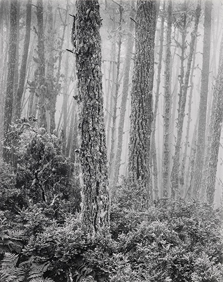 BULLOCK WYNN 1902 1975 The Forest Silver print 9 1
