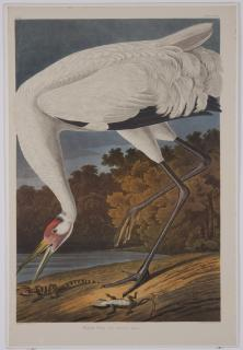 5 Audubon Amsterdam Edition lithographs Group of five colored lithographs
