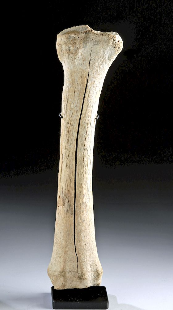 Alaskan Giant Bison Fossilized Radius Bone New World Alaska Mamatuskan